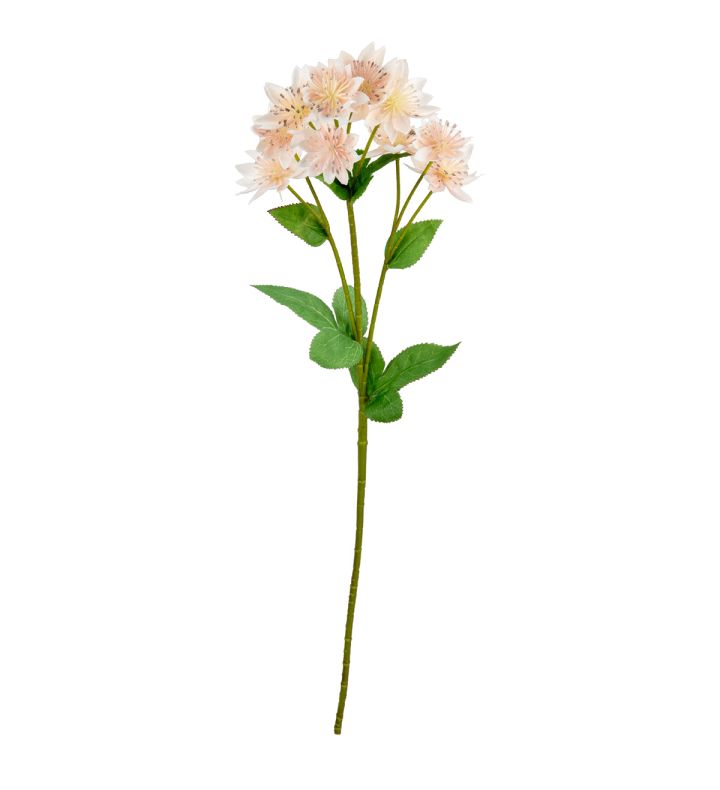 Astrantia Spray Light Pink 61cm