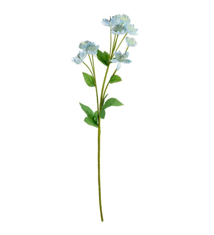 Astrantia Spray Blue 61cm