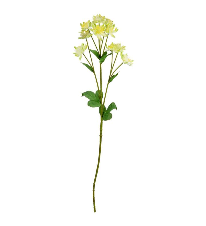Astrantia Spray Green 61cm