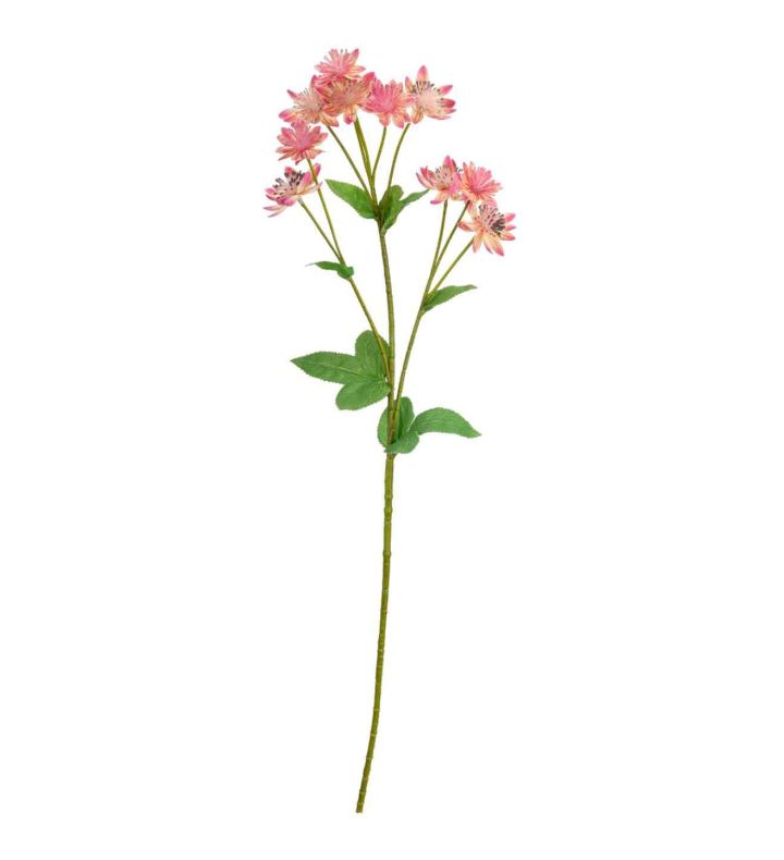 Astrantia Spray Pink 61cm