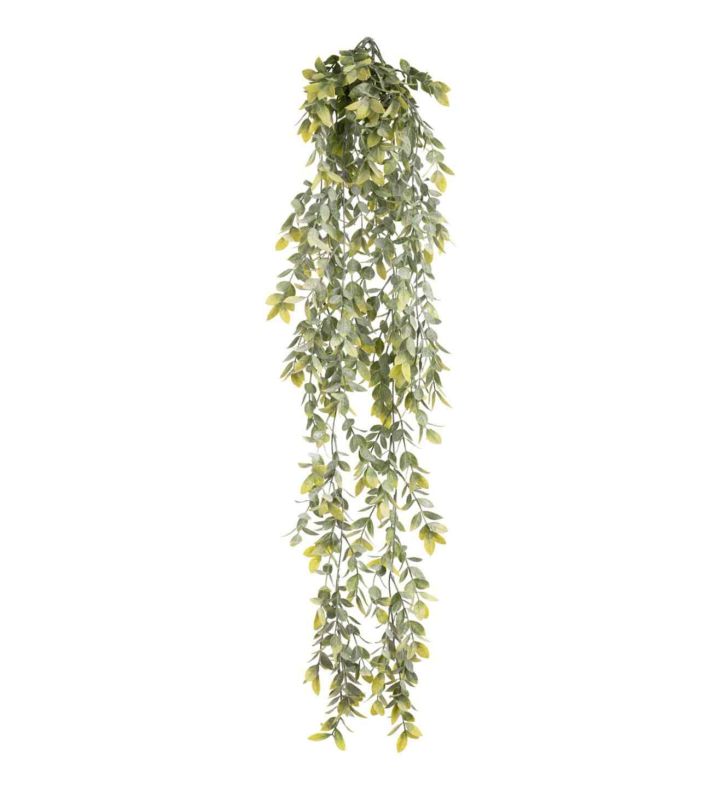 Hanging Wild Tea Bush
