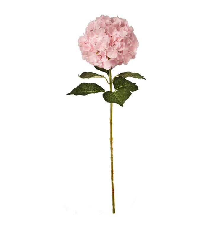 Large Head Hydrangea Light Pink