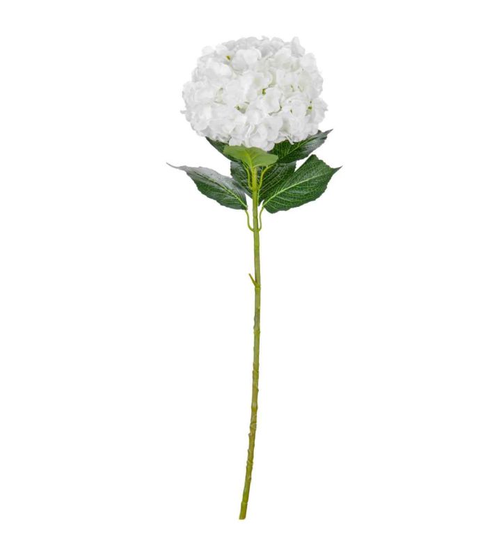 Large Head Hydrangea White