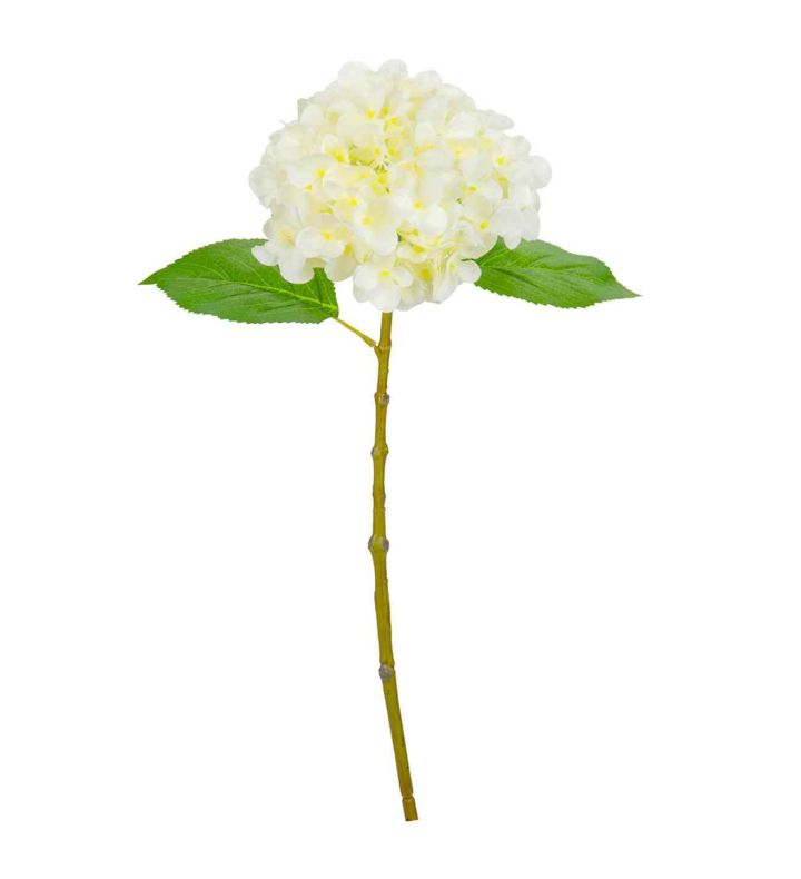 Small Head Hydrangea White