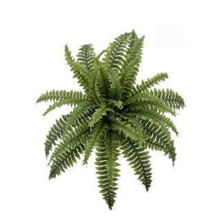 18inch-boston-fern-18-leaves