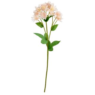 Astrantia Spray Light Pink 61cm