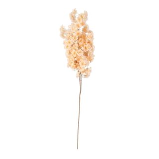 blossom-spray-peach