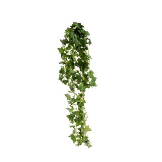 hanging-ivy-bush-green