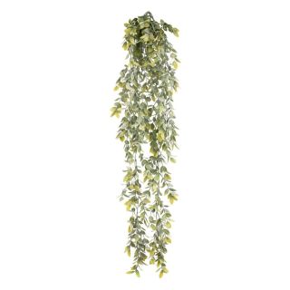 hanging-wild-tea-bush
