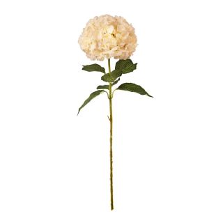 large-head-hydrangea-cream-pink