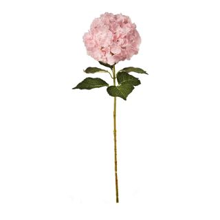 large-head-hydrangea-light-pink