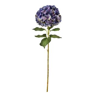 large-head-hydrangea-purple-green