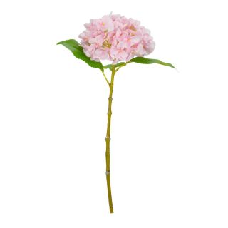 small-head-hydrangea-light-pink